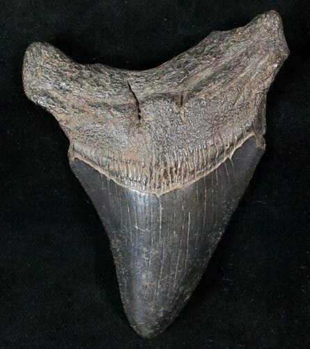 Bargain Fossil Megalodon Tooth #13553